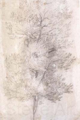 Claude Lorrain A Tree Trunks (mk17) Spain oil painting art